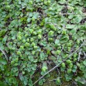 asterella californica